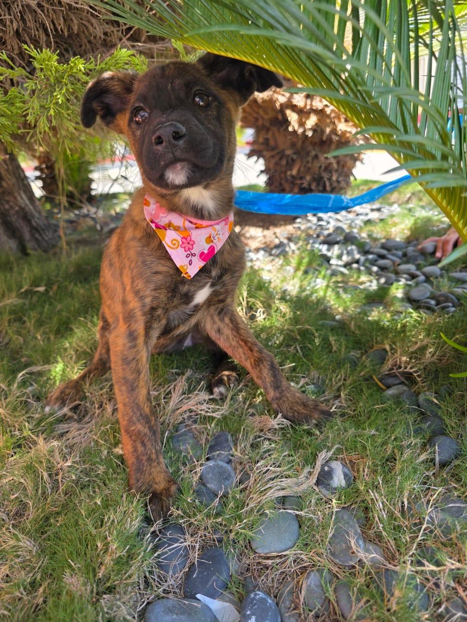 Burberry, a Adoptable mixed breed in Tijuana, BCN image 5/6