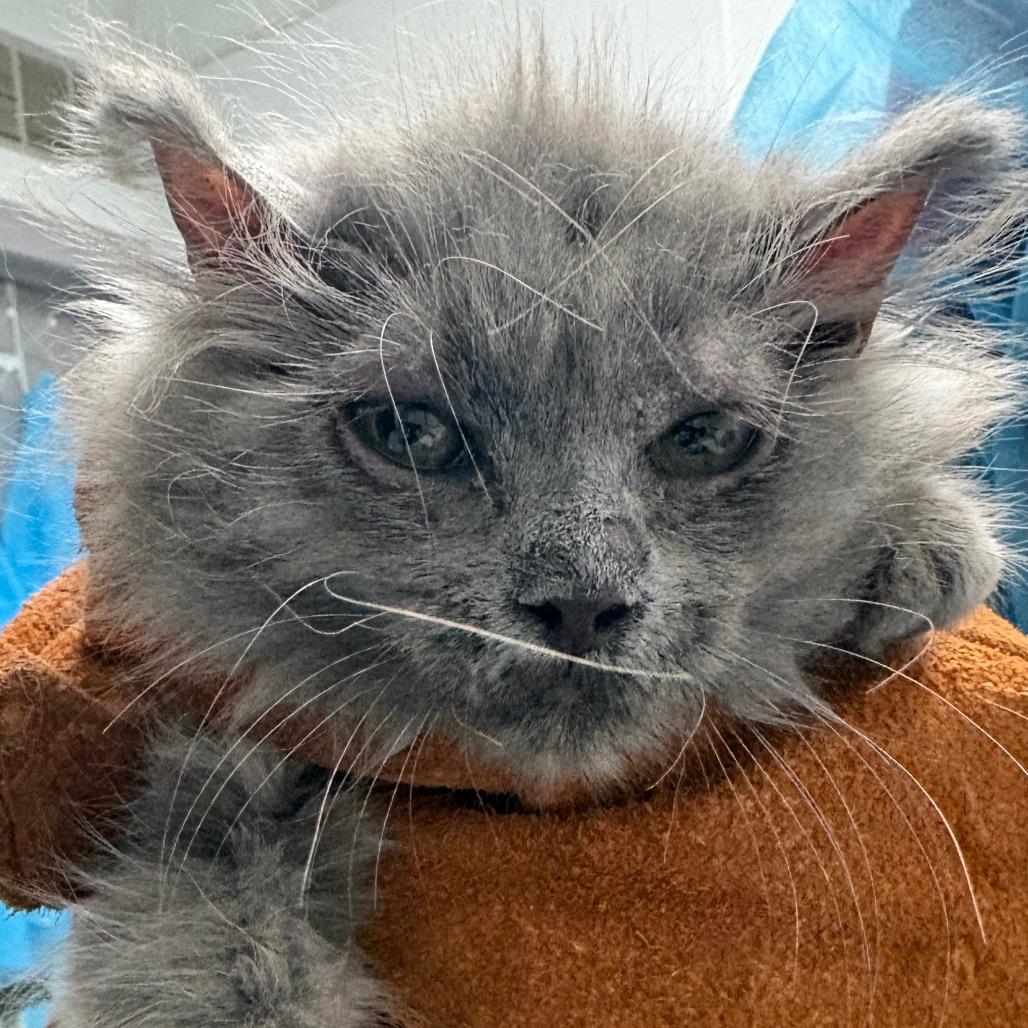 Vladimira, Adoptable, Kitten Female Domestic Medium Hair.