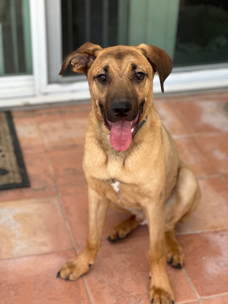 Dog for adoption Meet Holmes , a Plott Hound & Labrador Retriever Mix in Anaheim, CA Petfinder