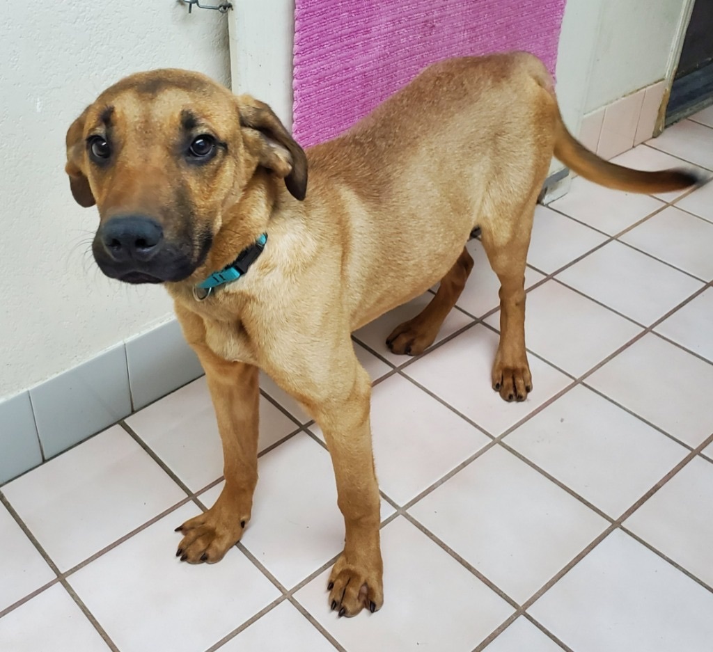Dog for adoption Meet Holmes , a Plott Hound & Labrador Retriever Mix in Anaheim, CA Petfinder
