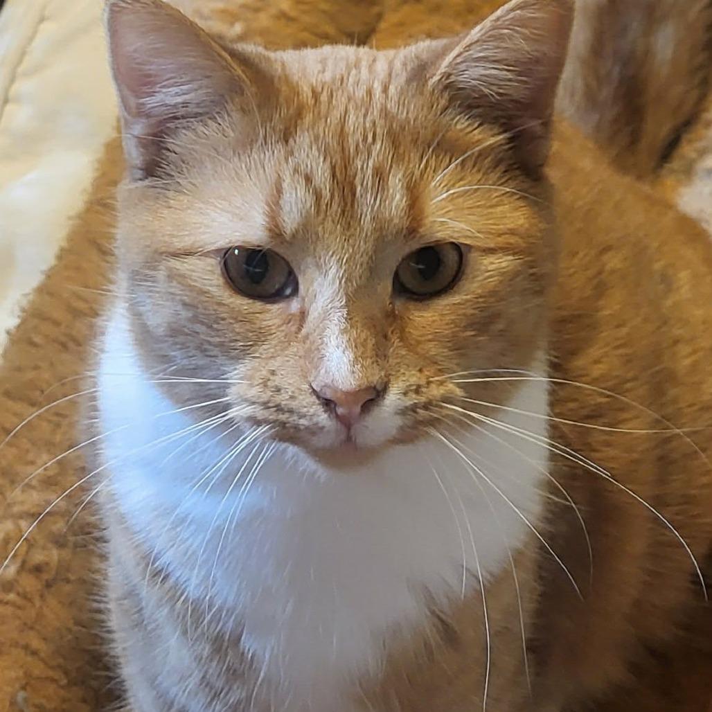 JoJo C6411, Adoptable, Young Female Domestic Short Hair.