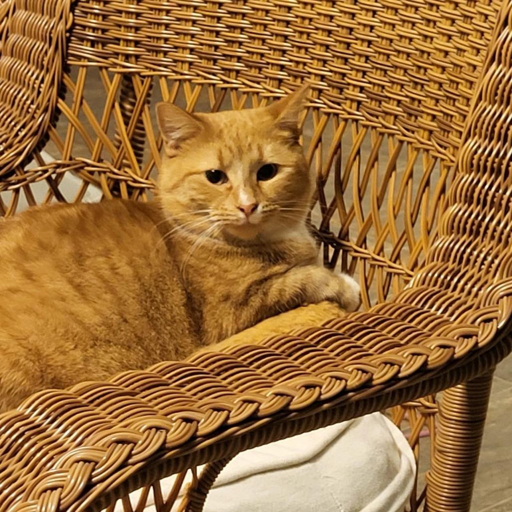 JoJo C6411, Adoptable, Young Female Domestic Short Hair.