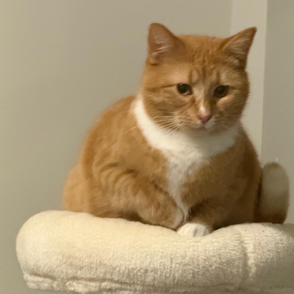 JoJo C6411, a Adoptable Domestic Short Hair in Princeton, MN image 5/6