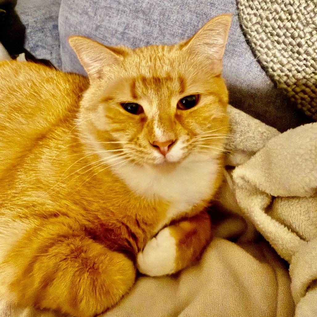 JoJo C6411, a Adoptable Domestic Short Hair in Princeton, MN image 6/6