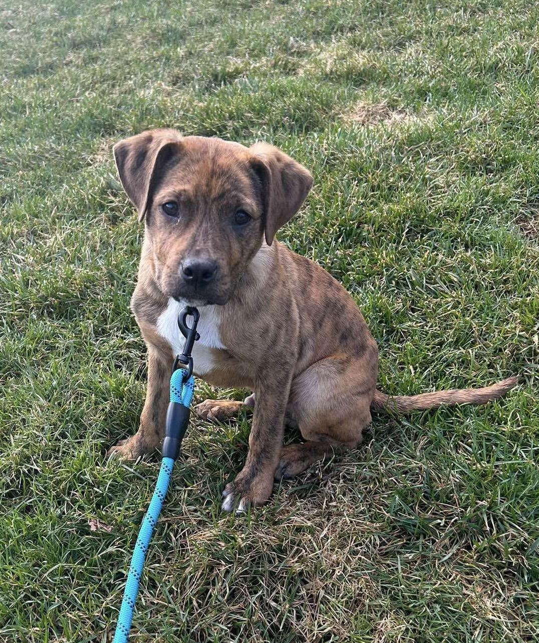 Enlarge Guinness, an adopted mixed breed in Bethlehem, PA image 2/3