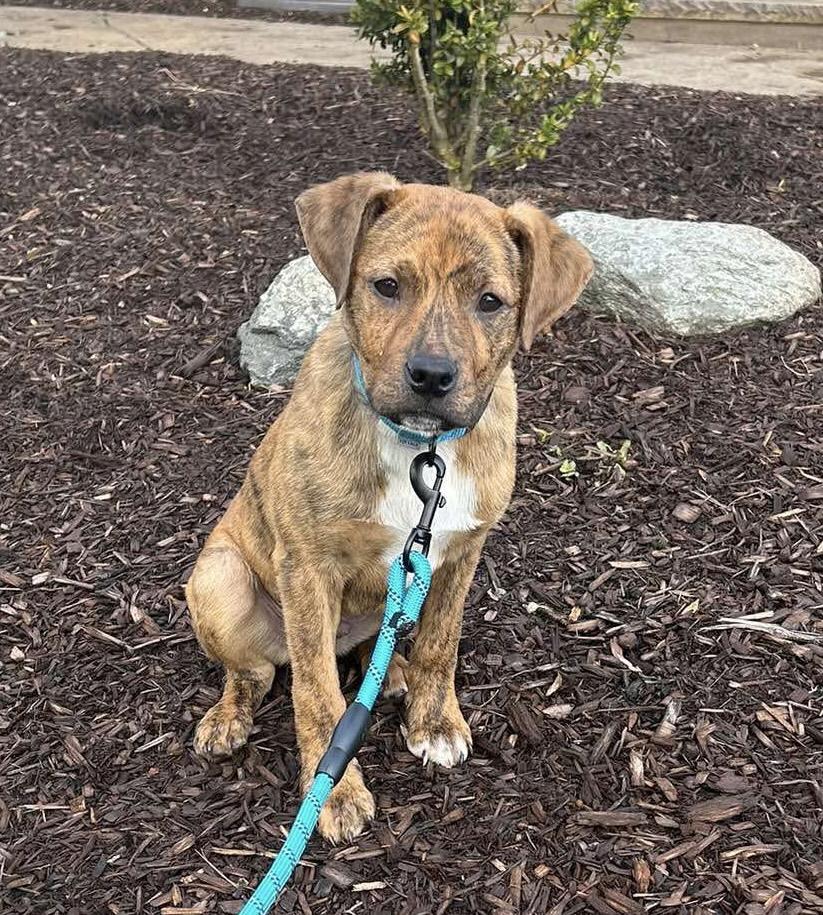 Guinness, adopted, Puppy Male Pit Bull Terrier & Mixed Breed.