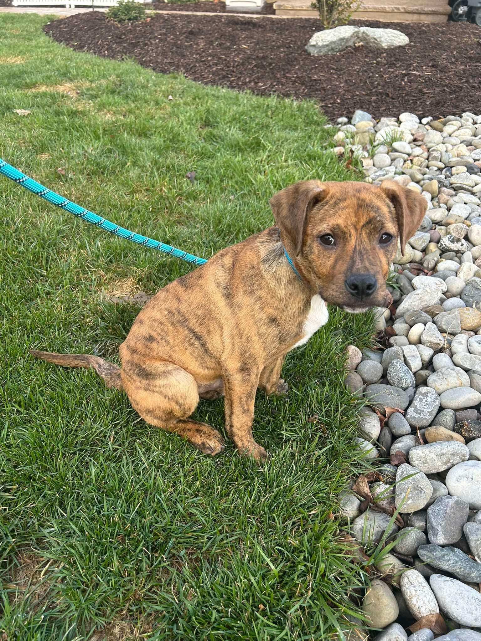 Enlarge Guinness, an adopted mixed breed in Bethlehem, PA image 3/3