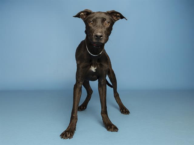 LANEY, Adoptable, Young Female Pit Bull Terrier & Mixed Breed.