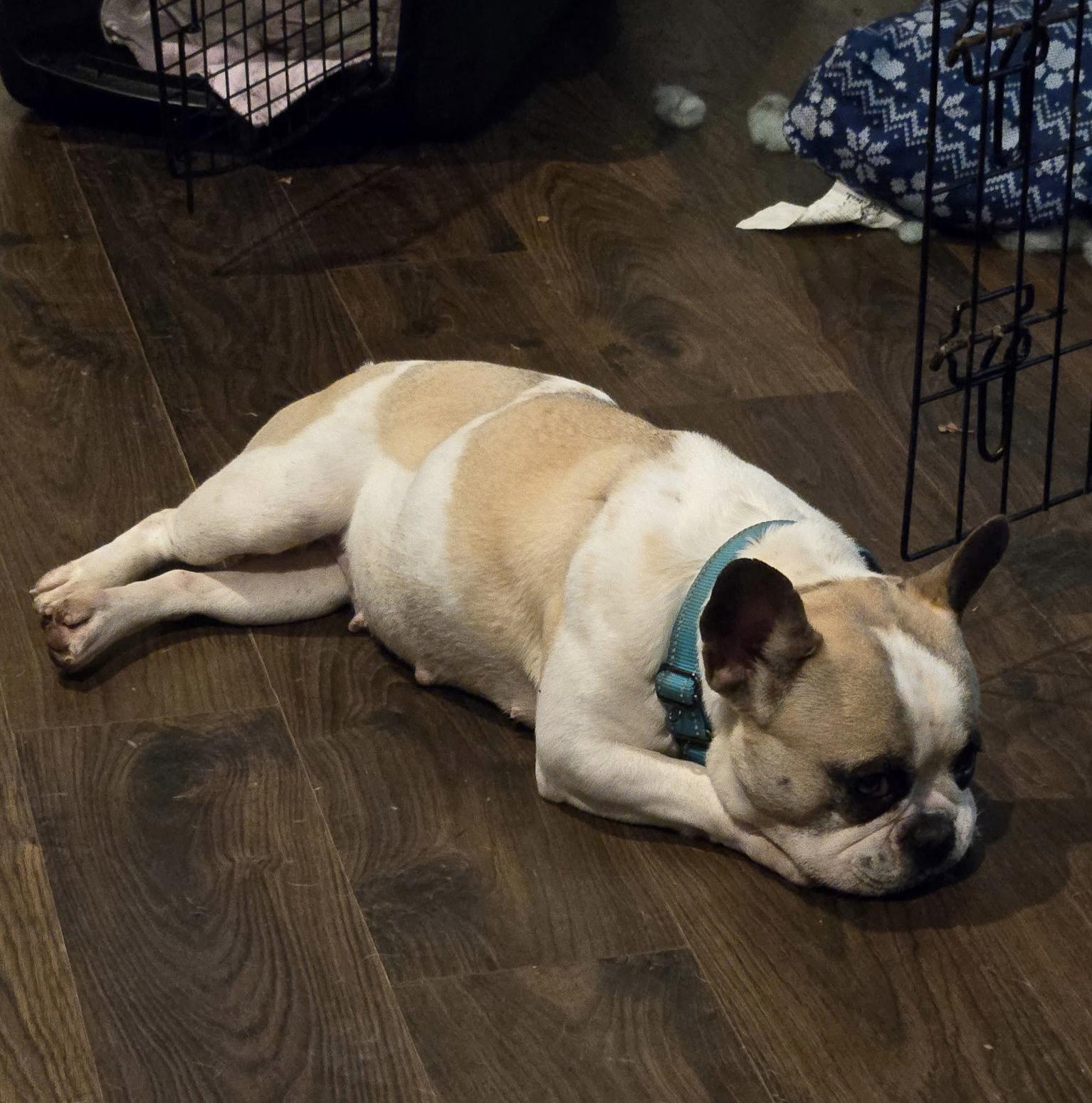 Jade, Adopted, Adult Female French Bulldog.