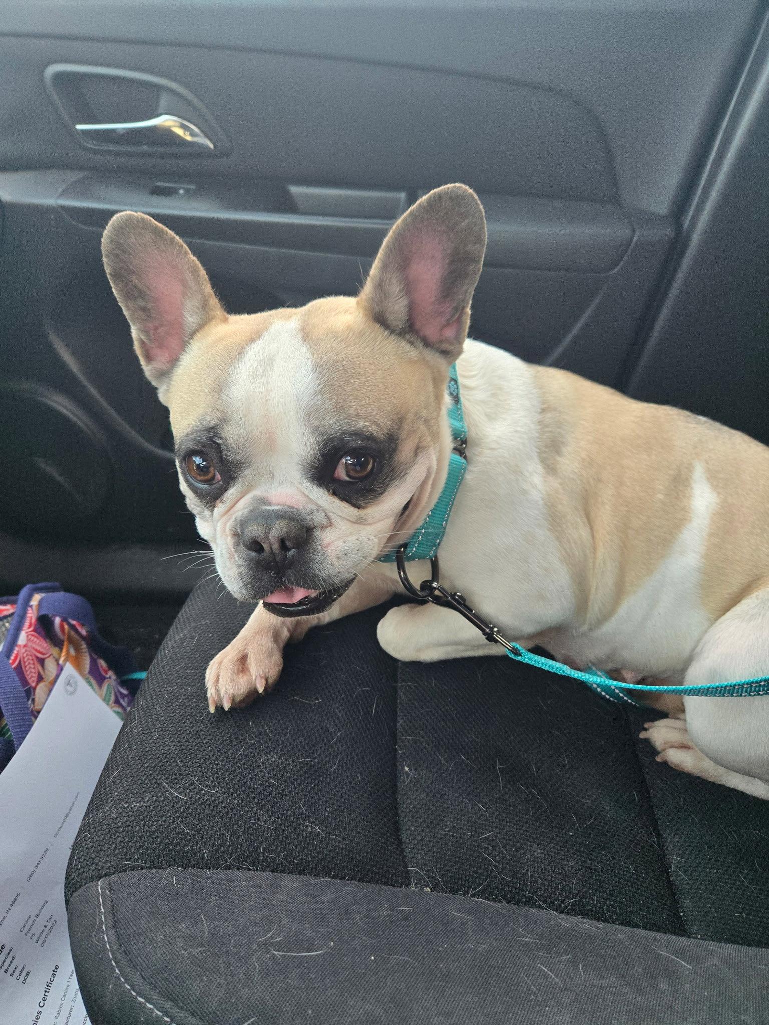 Jade, a Adopted French Bulldog in Fort Wayne, IN image 3/3