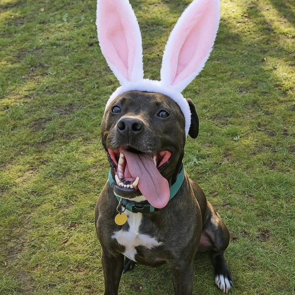 Logan - AVAILABLE, Adoptable, Adult Male Pit Bull Terrier & Labrador Retriever.