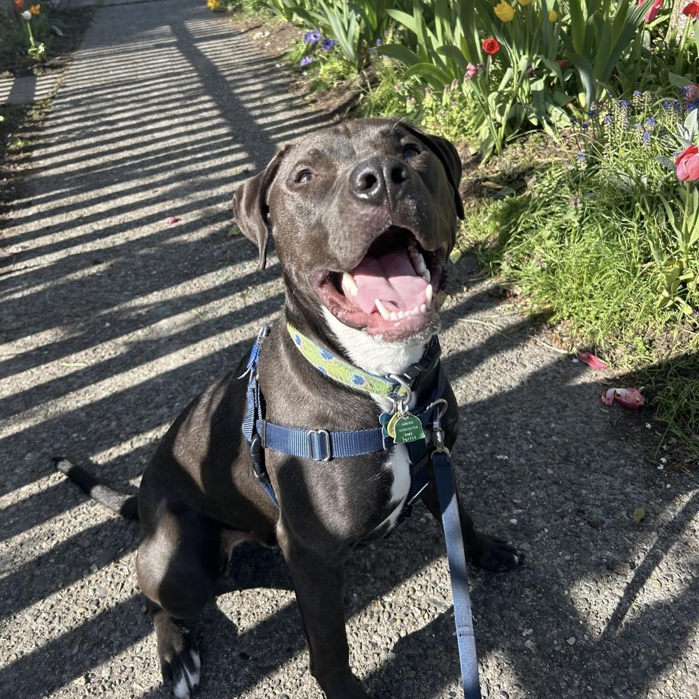 Enlarge Logan - AVAILABLE, a Adoptable mixed breed in Seattle, WA image 2/6