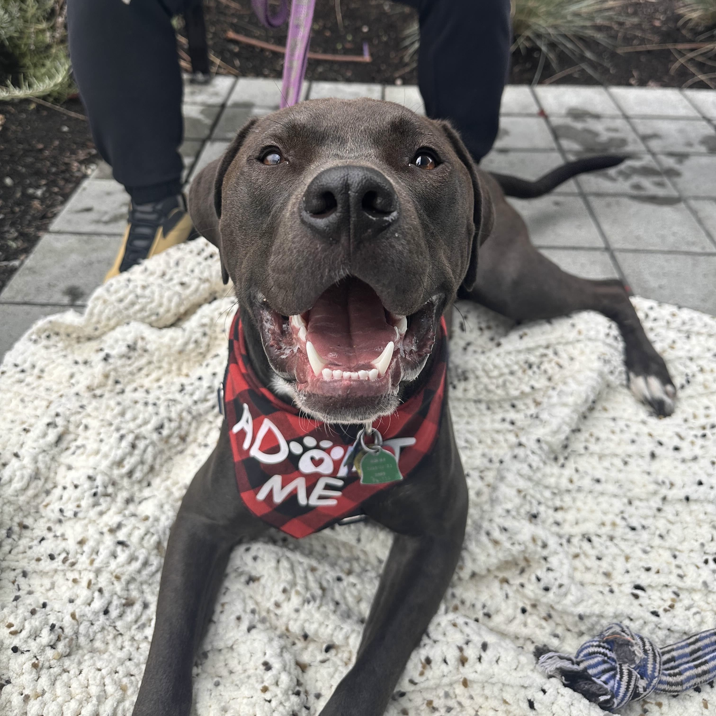 Logan - AVAILABLE, a Adoptable mixed breed in Seattle, WA image 4/6