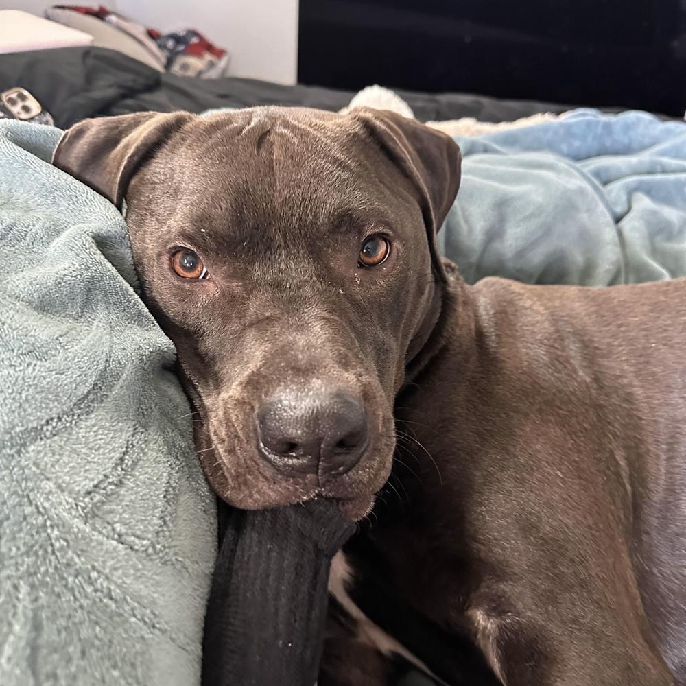 Enlarge Logan - AVAILABLE, a Adoptable mixed breed in Seattle, WA image 2/6