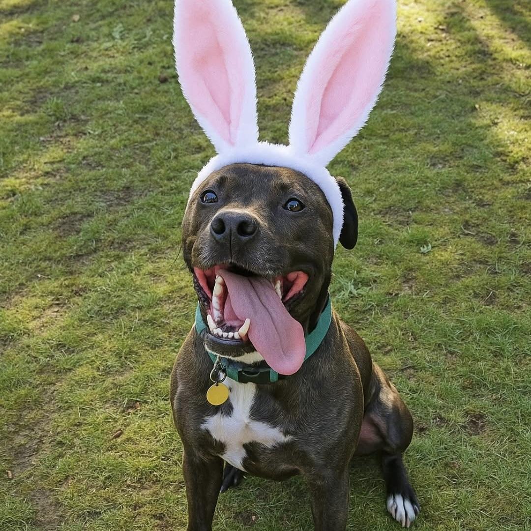 Logan - AVAILABLE, a Adoptable mixed breed in Seattle, WA image 1/6