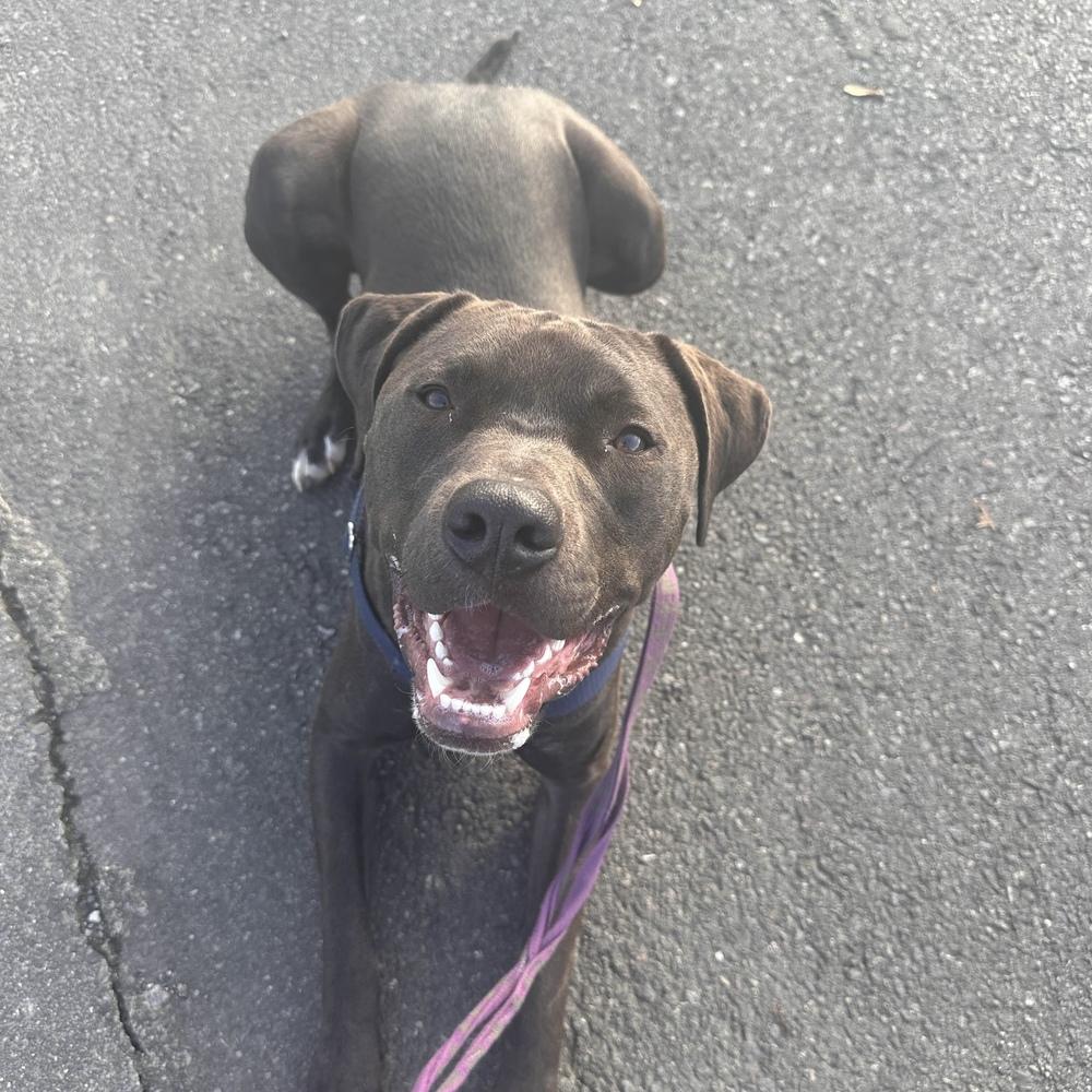 Enlarge Logan - AVAILABLE, a Adoptable mixed breed in Seattle, WA image 4/6