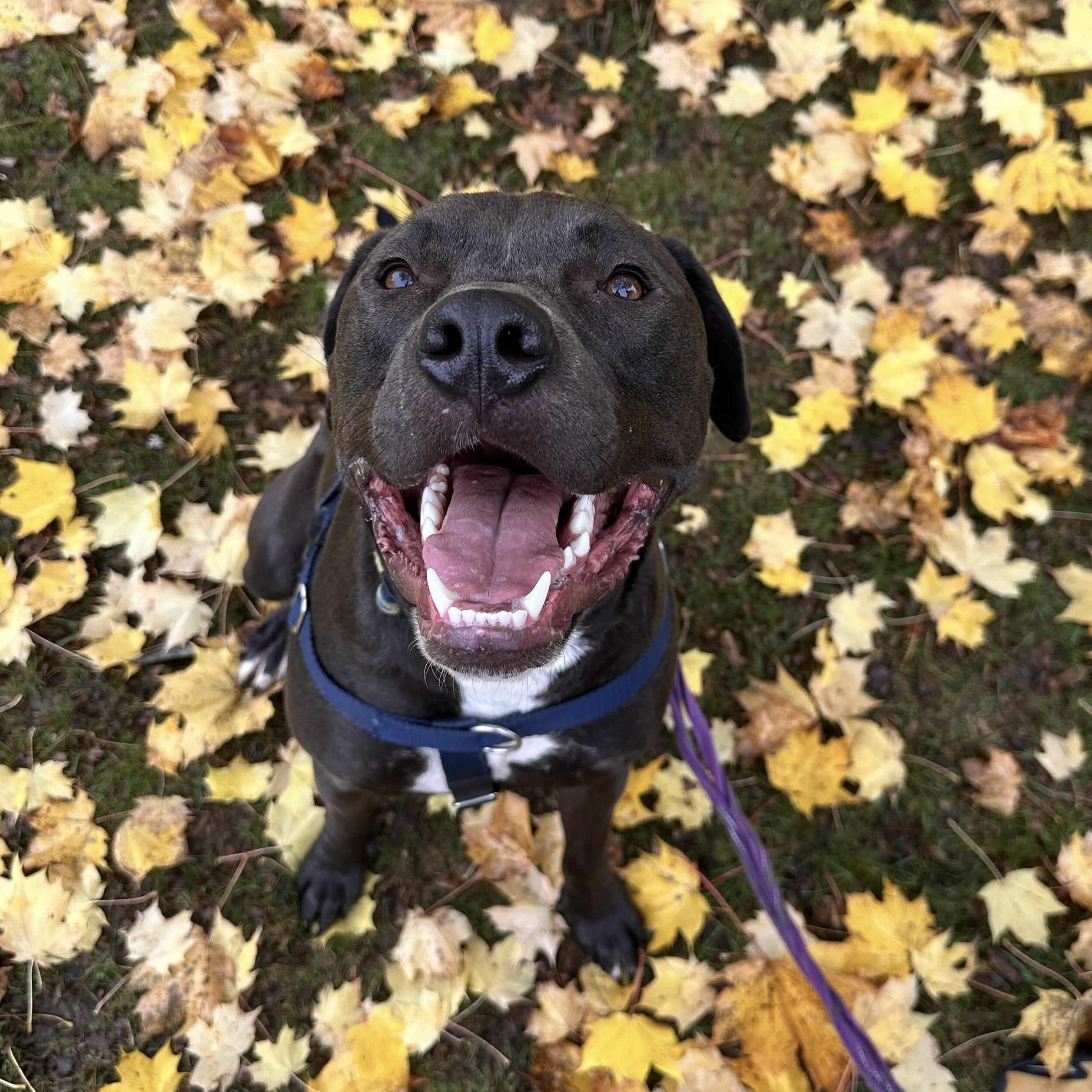 Logan - AVAILABLE, a Adoptable mixed breed in Seattle, WA image 2/6
