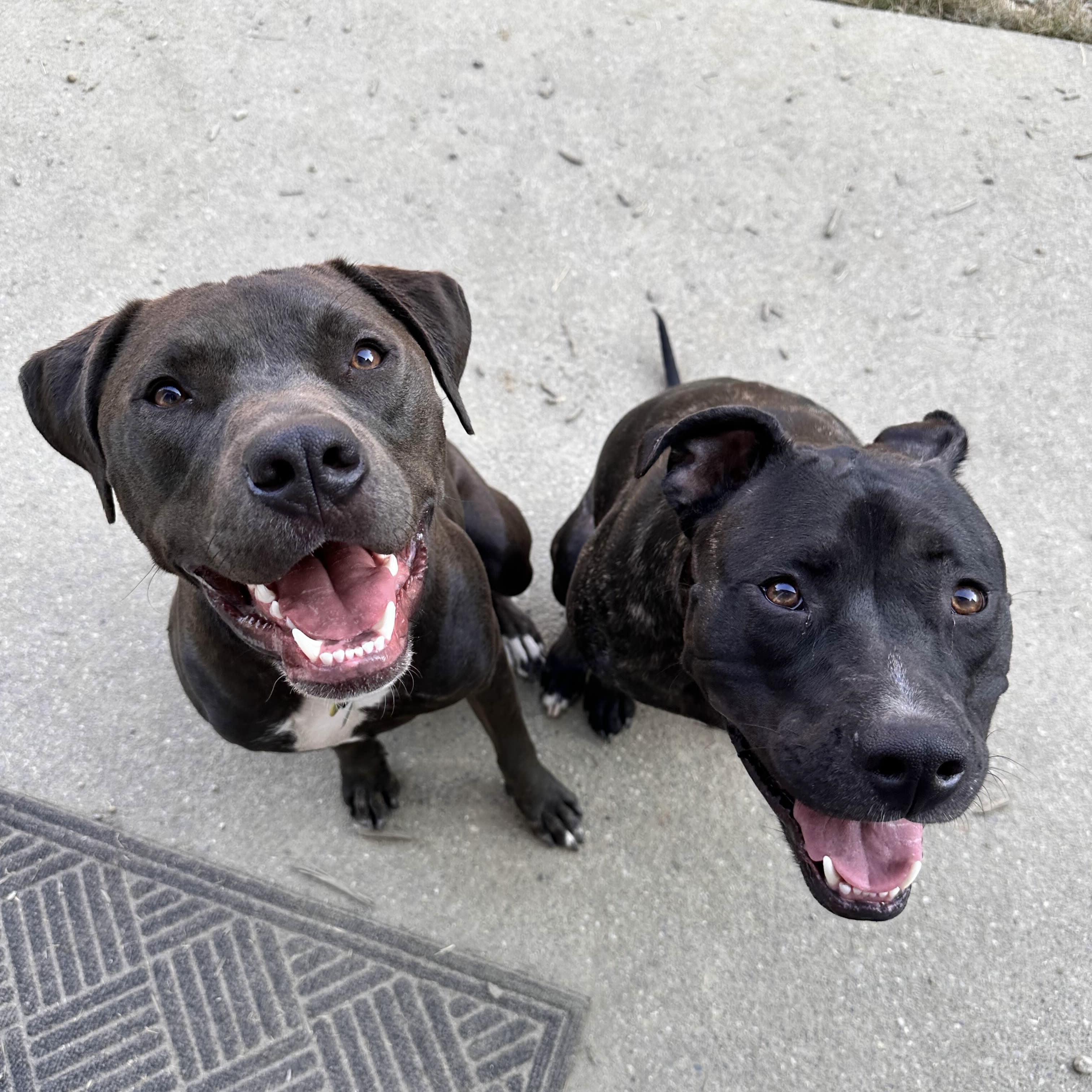 Logan - AVAILABLE, a Adoptable mixed breed in Seattle, WA image 3/6