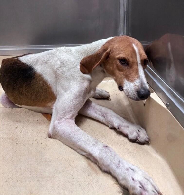 Zucchini, Adoptable, Adult Male Treeing Walker Coonhound.