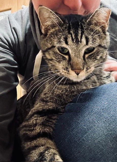 Skippy, Adoptable, Young Female Domestic Short Hair.