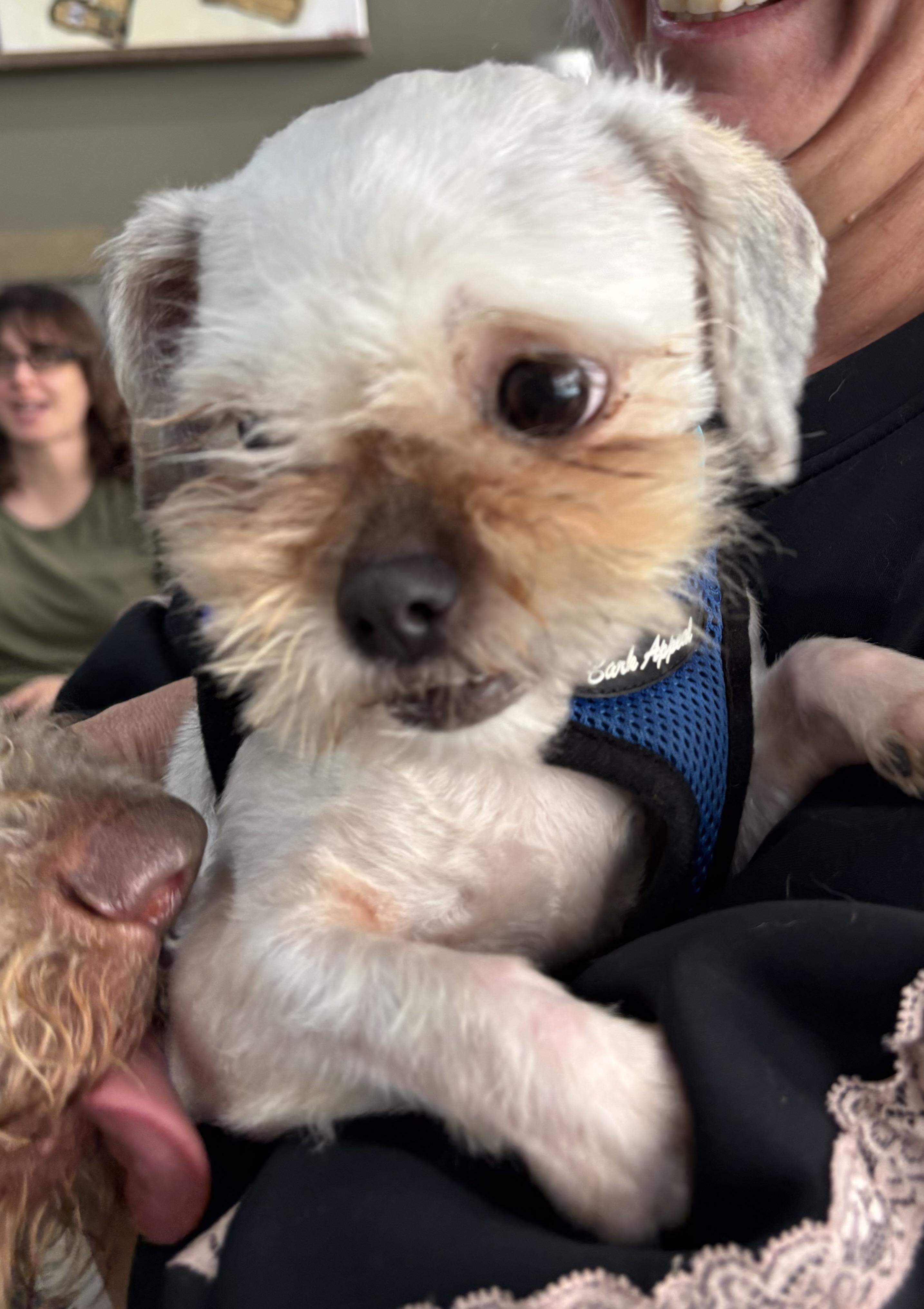 Slick Jones, ADOPTABLE, Adult Male Shih Tzu.
