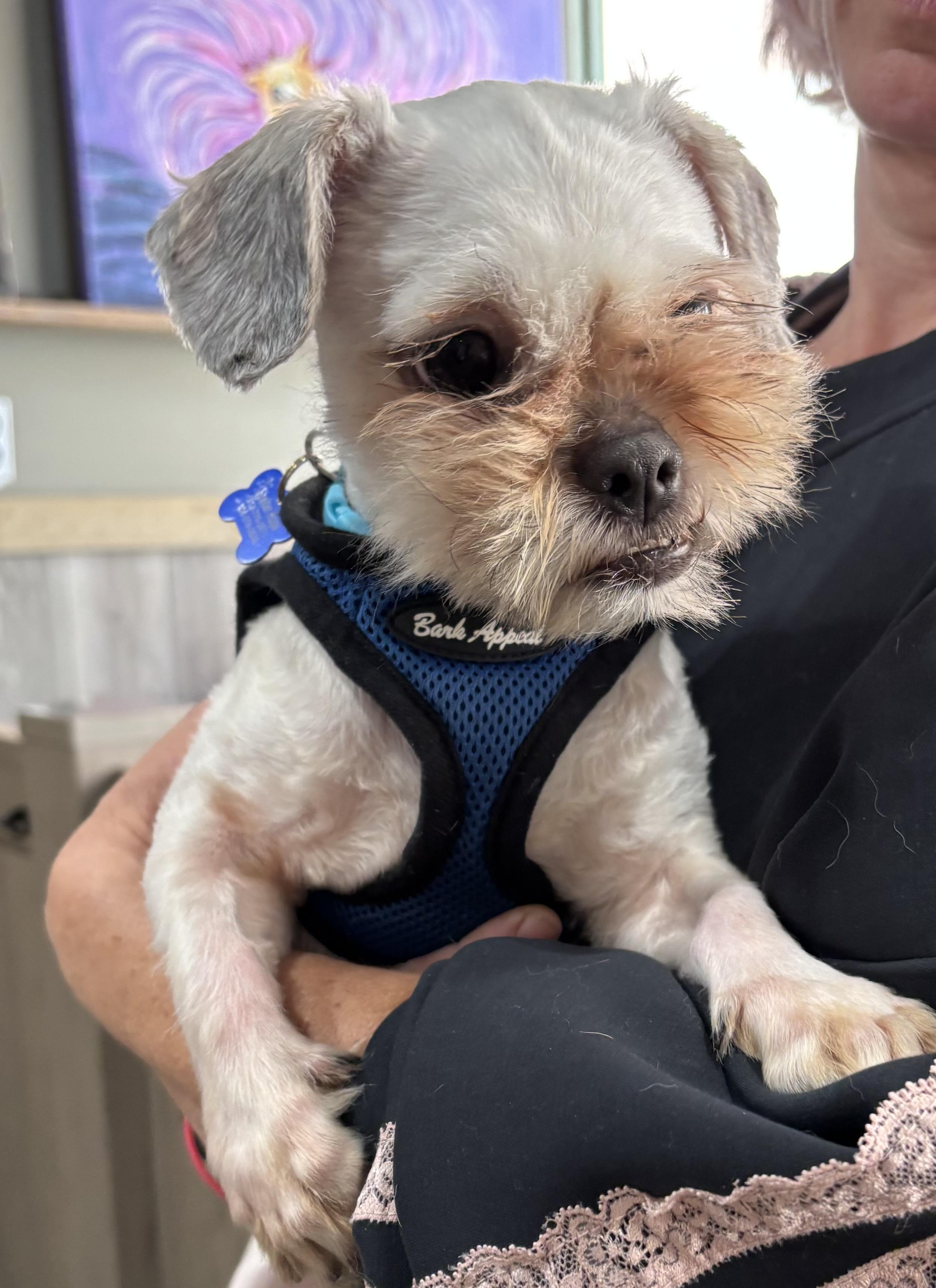 Enlarge Slick Jones, a ADOPTABLE Shih Tzu in Thousand Oaks, CA image 2/3