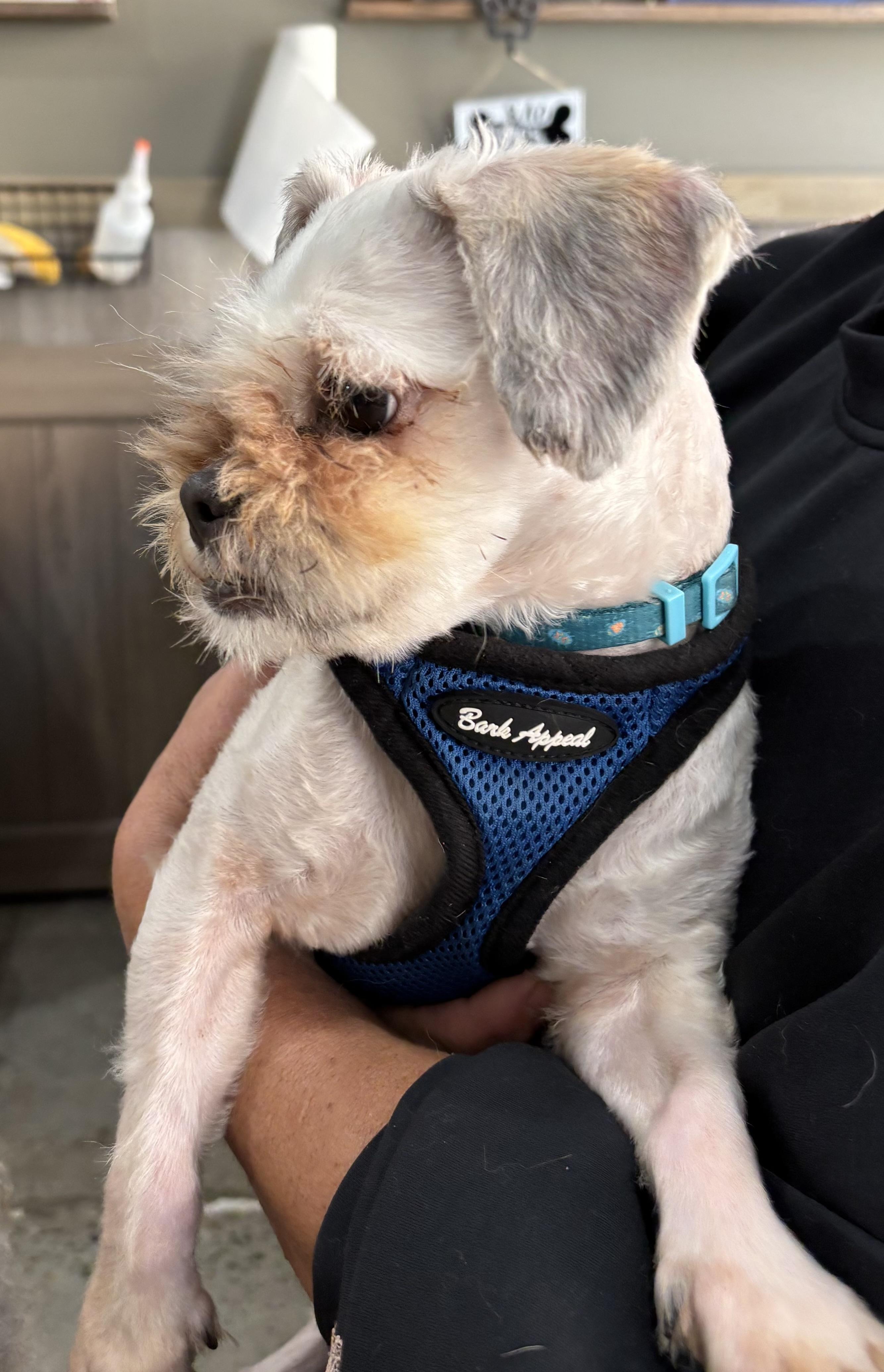 Enlarge Slick Jones, a ADOPTABLE Shih Tzu in Thousand Oaks, CA image 3/3