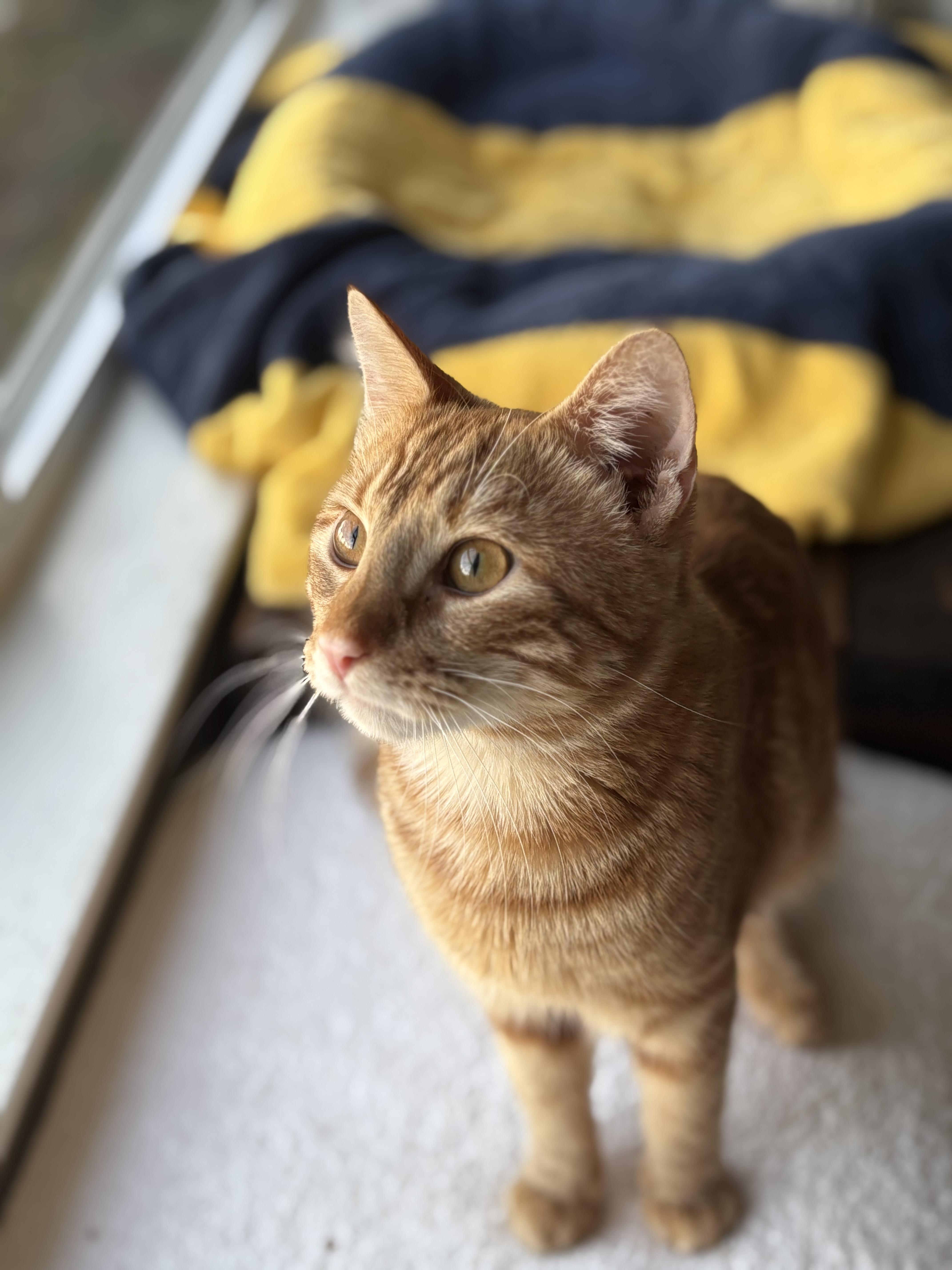 Enlarge Mr. Forsythia, a Adoptable American Shorthair in Cheshire, CT image 3/5