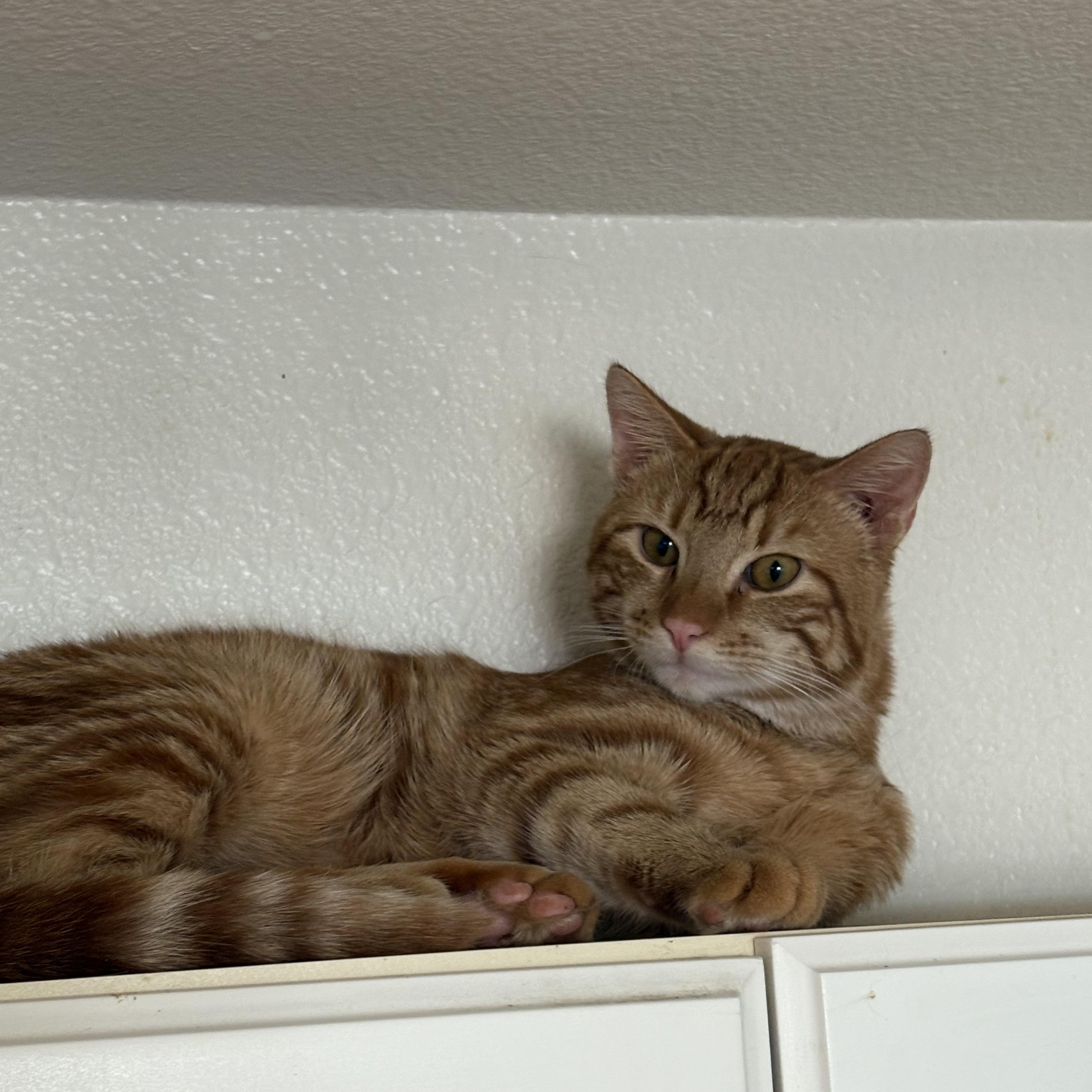 Enlarge Mr. Forsythia, a Adoptable American Shorthair in Cheshire, CT image 4/5