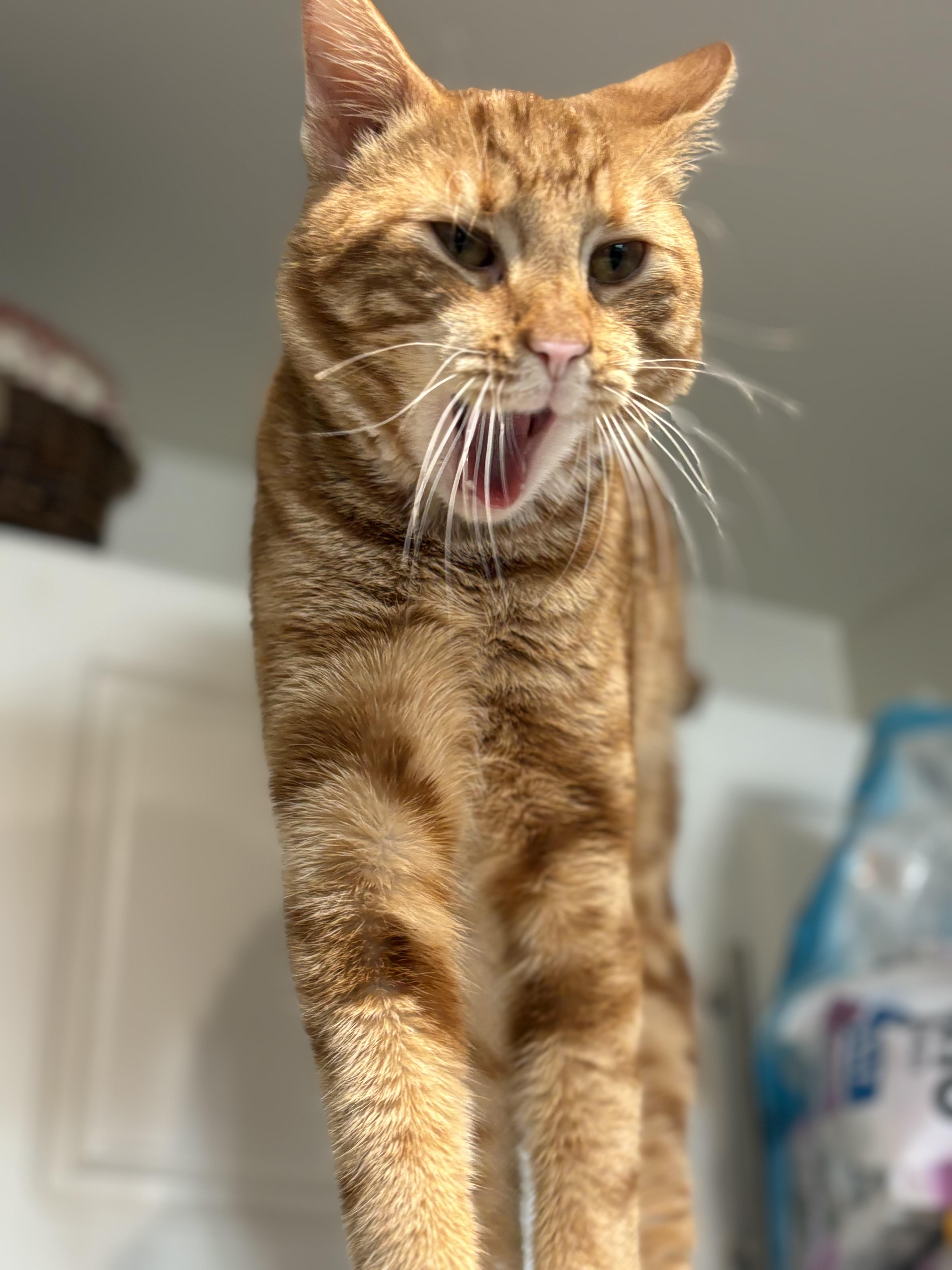 Enlarge Mr. Forsythia, a Adoptable American Shorthair in Cheshire, CT image 5/5