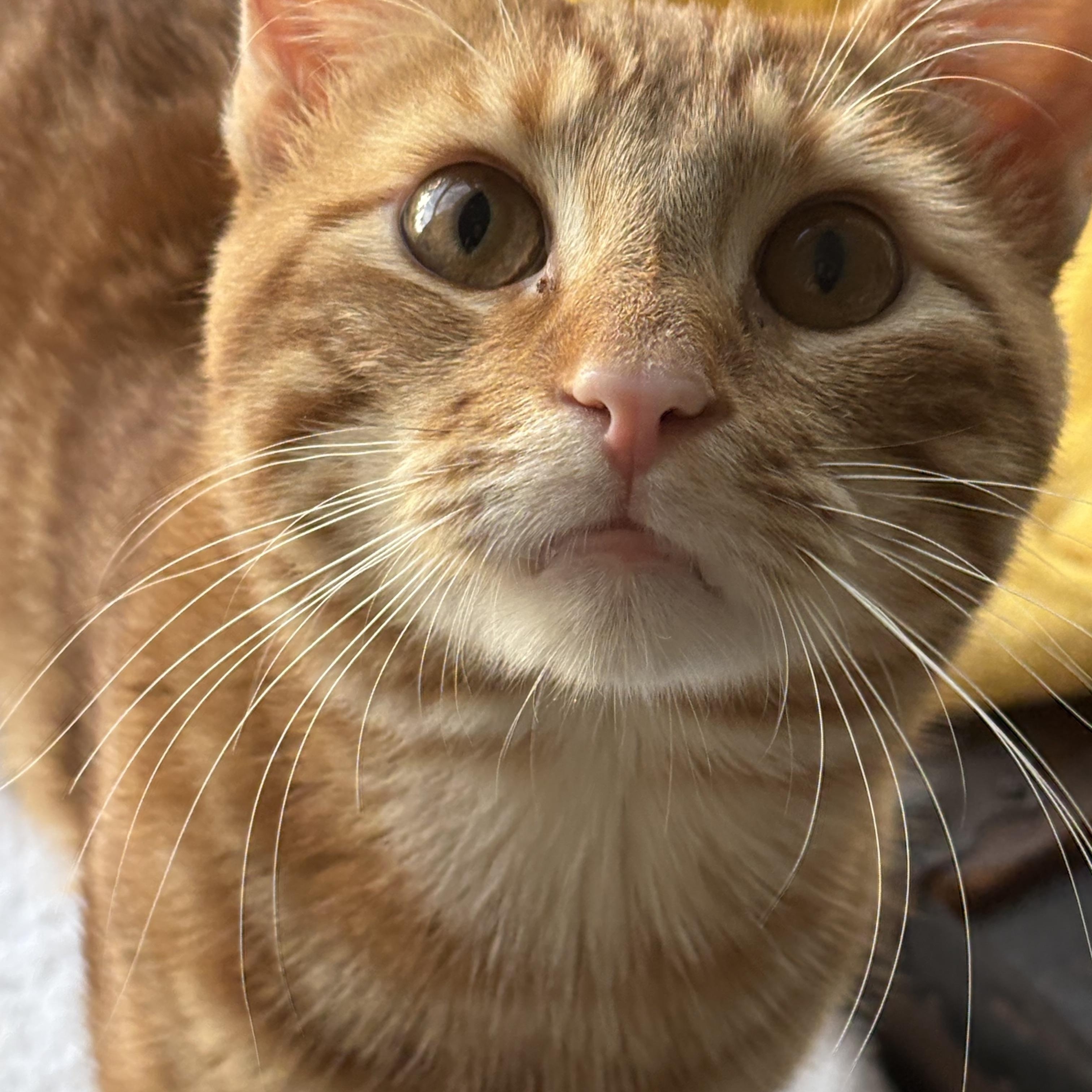 Enlarge Mr. Forsythia, a Adoptable American Shorthair in Cheshire, CT image 1/5