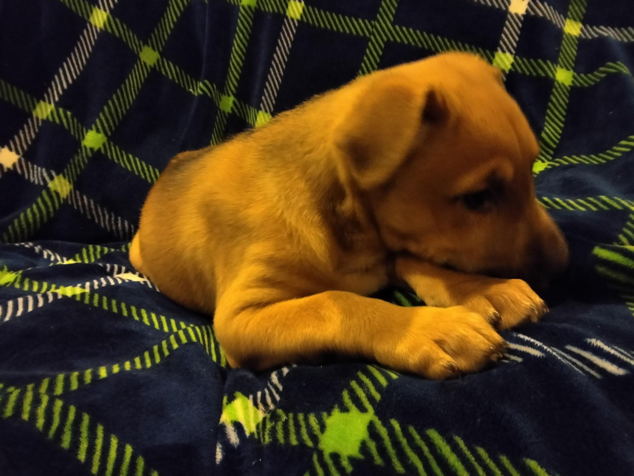Enlarge Bitsy, a ADOPTABLE mixed breed in Bonney Lake, WA image 4/4