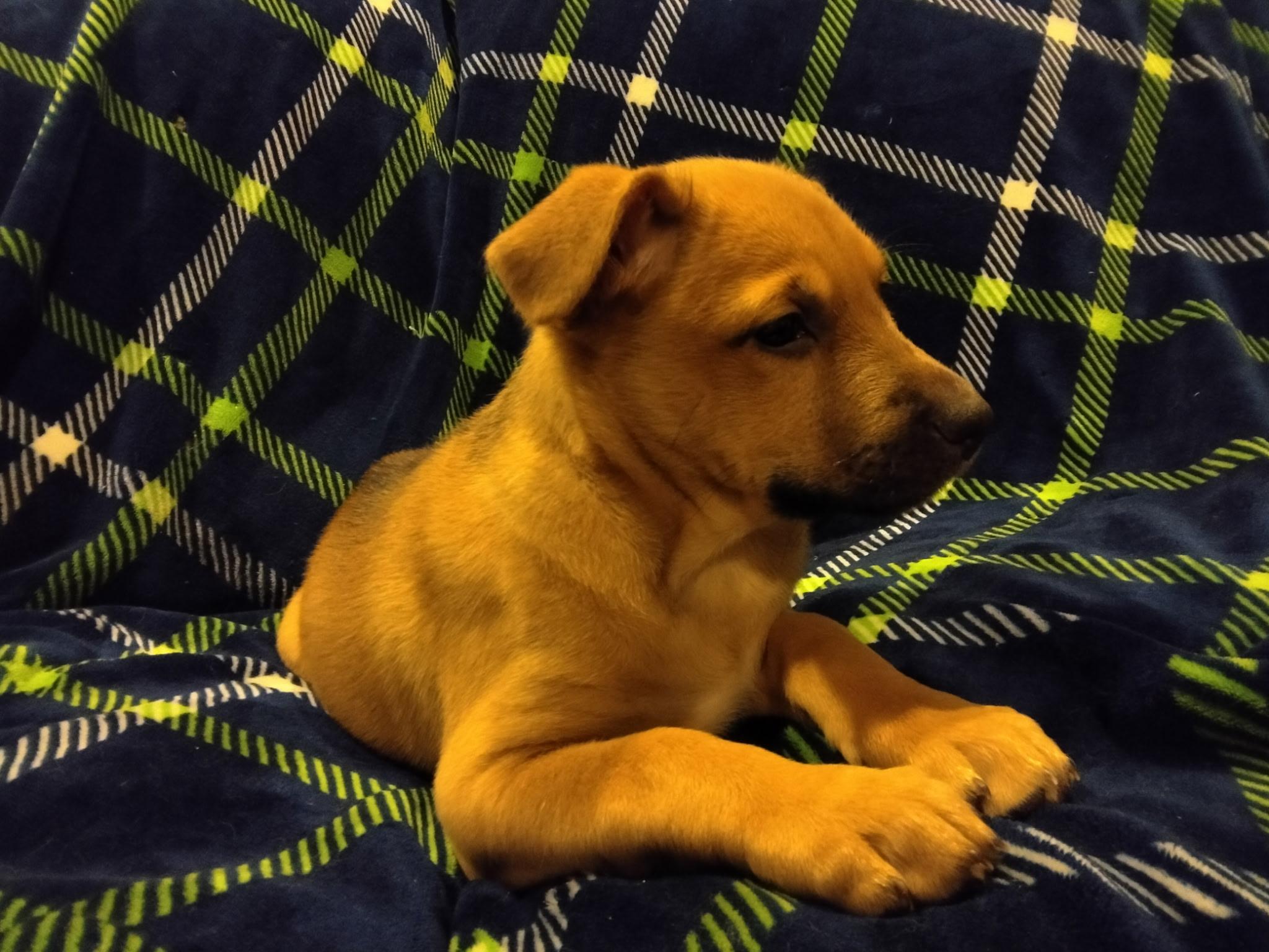 Enlarge Bitsy, a ADOPTABLE mixed breed in Bonney Lake, WA image 2/4