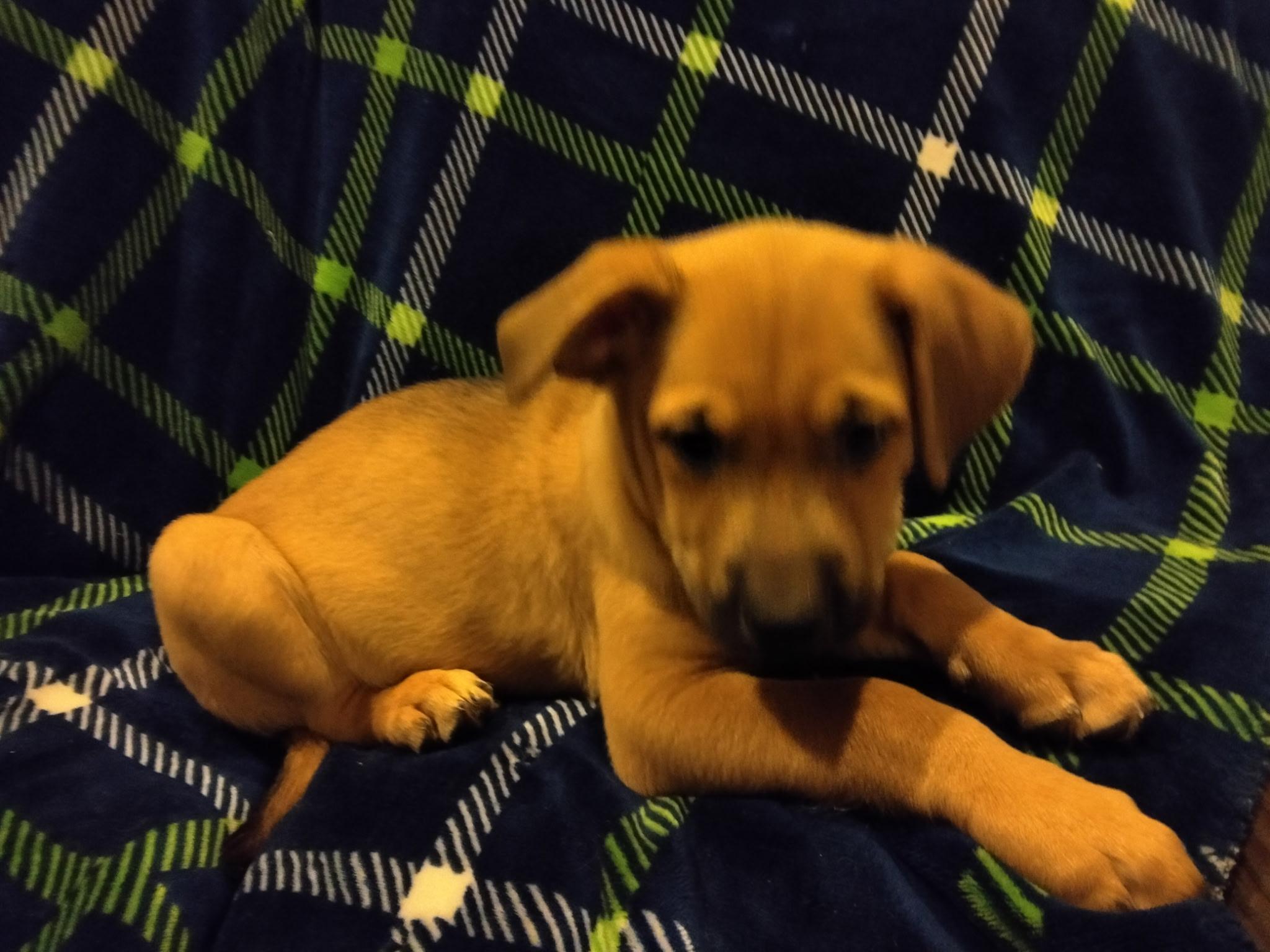 Bitsy, ADOPTABLE, Puppy Female German Shepherd Dog & Labrador Retriever.
