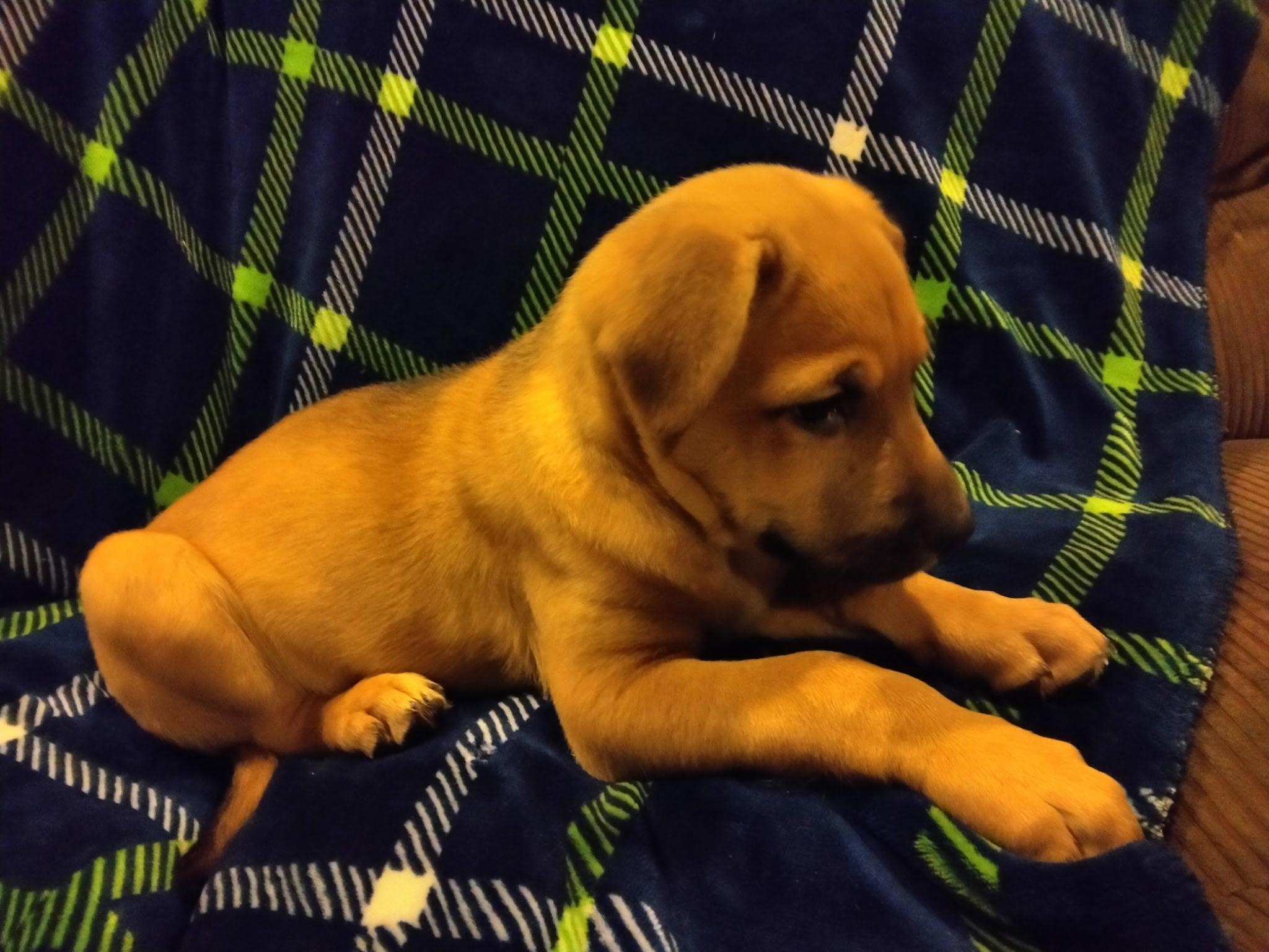 Enlarge Bitsy, a ADOPTABLE mixed breed in Bonney Lake, WA image 3/4