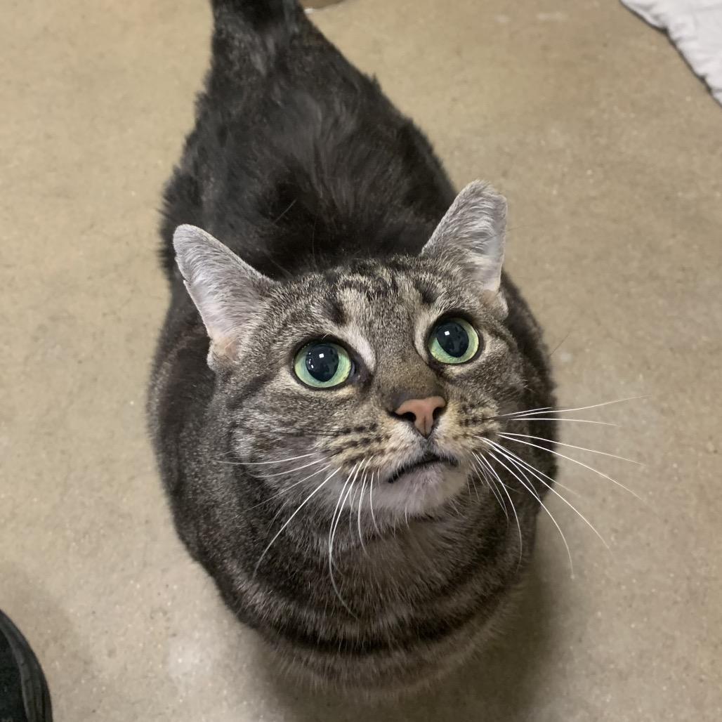 Enlarge Flash Sale, a Adoptable Domestic Short Hair in York, PA image 1/3