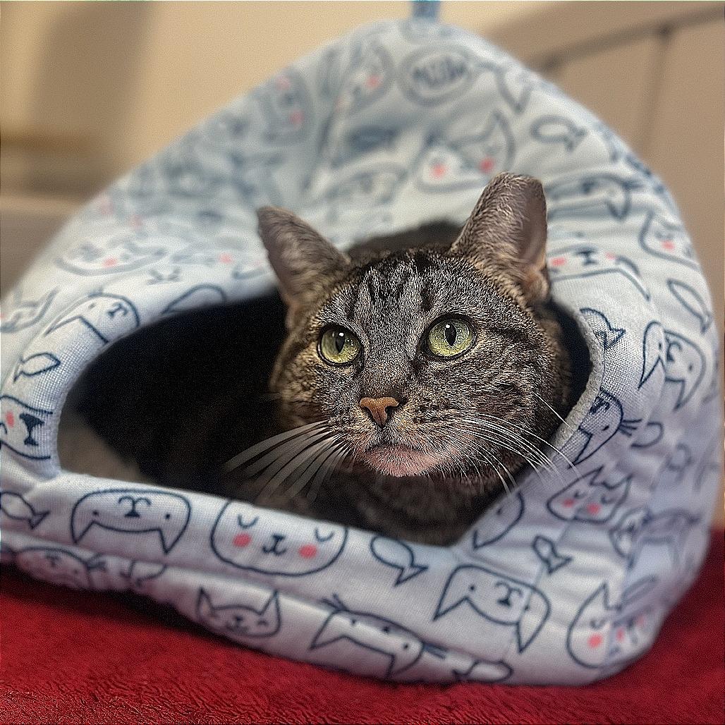 Enlarge Flash Sale, a Adoptable Domestic Short Hair in York, PA image 3/3