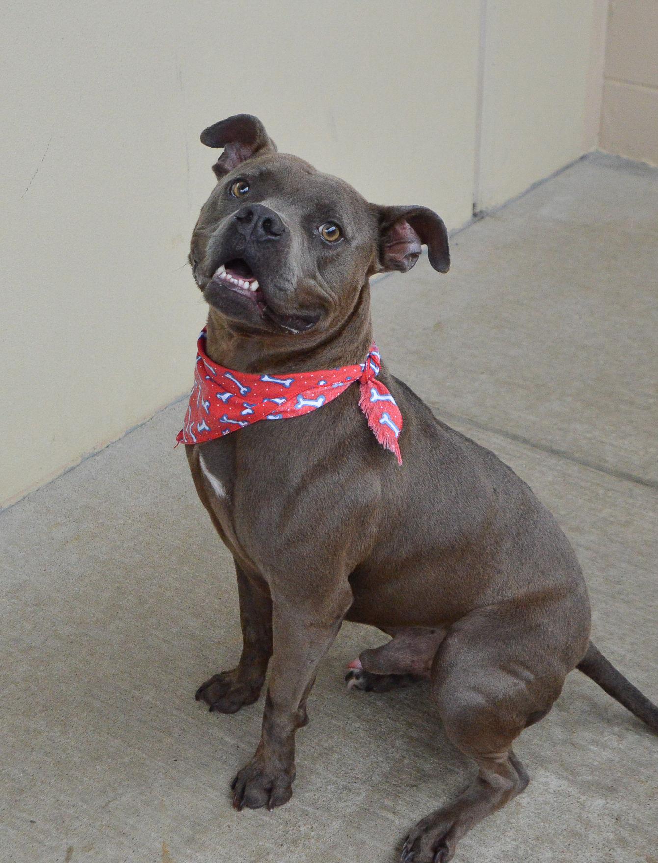 Rover, a Adopted Pit Bull Terrier in McKinney, TX image 1/3