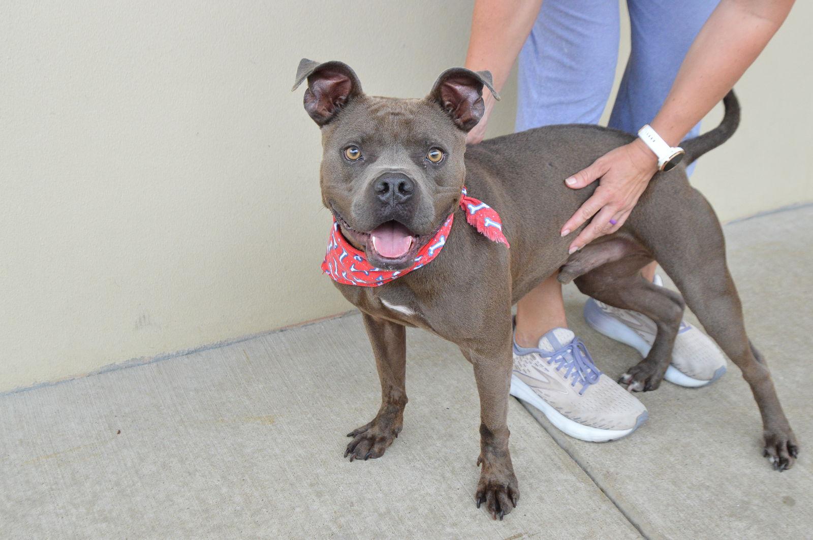 Rover, a Adopted Pit Bull Terrier in McKinney, TX image 2/3