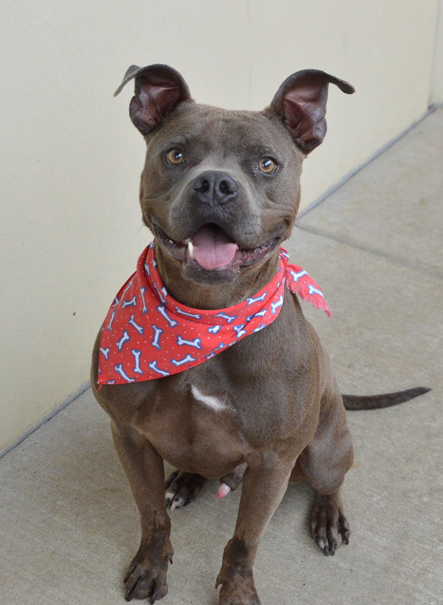 Rover, a Adopted Pit Bull Terrier in McKinney, TX image 3/3