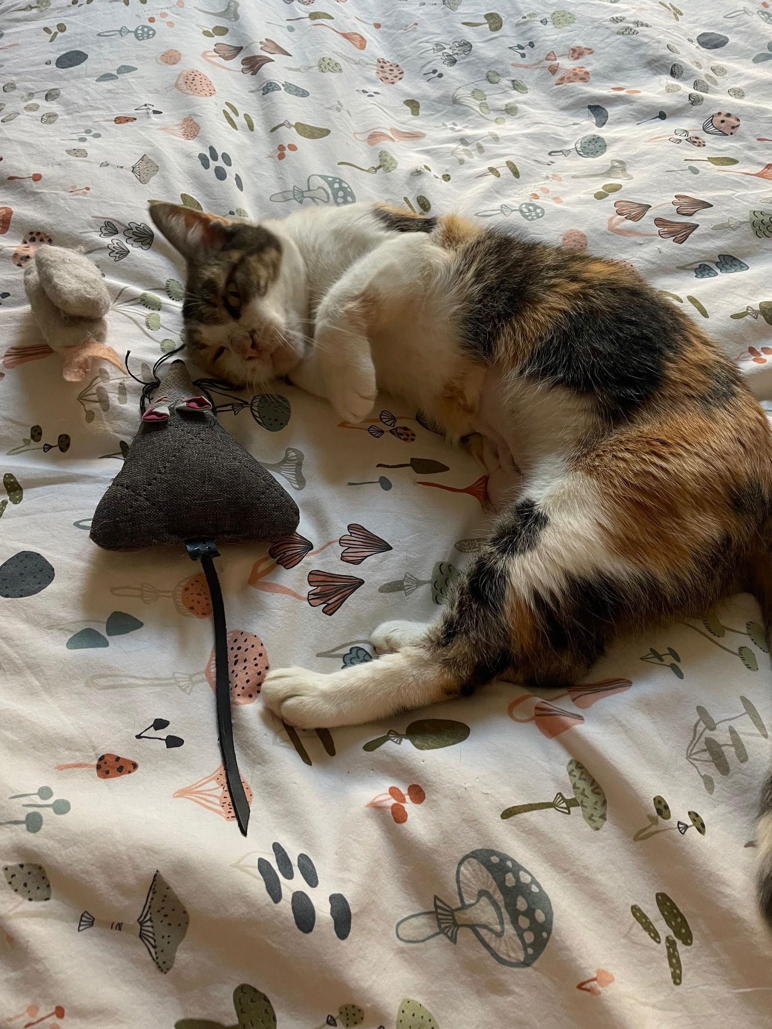 Enlarge Tuna, a Adoptable Domestic Short Hair in Brooklyn, NY image 1/3