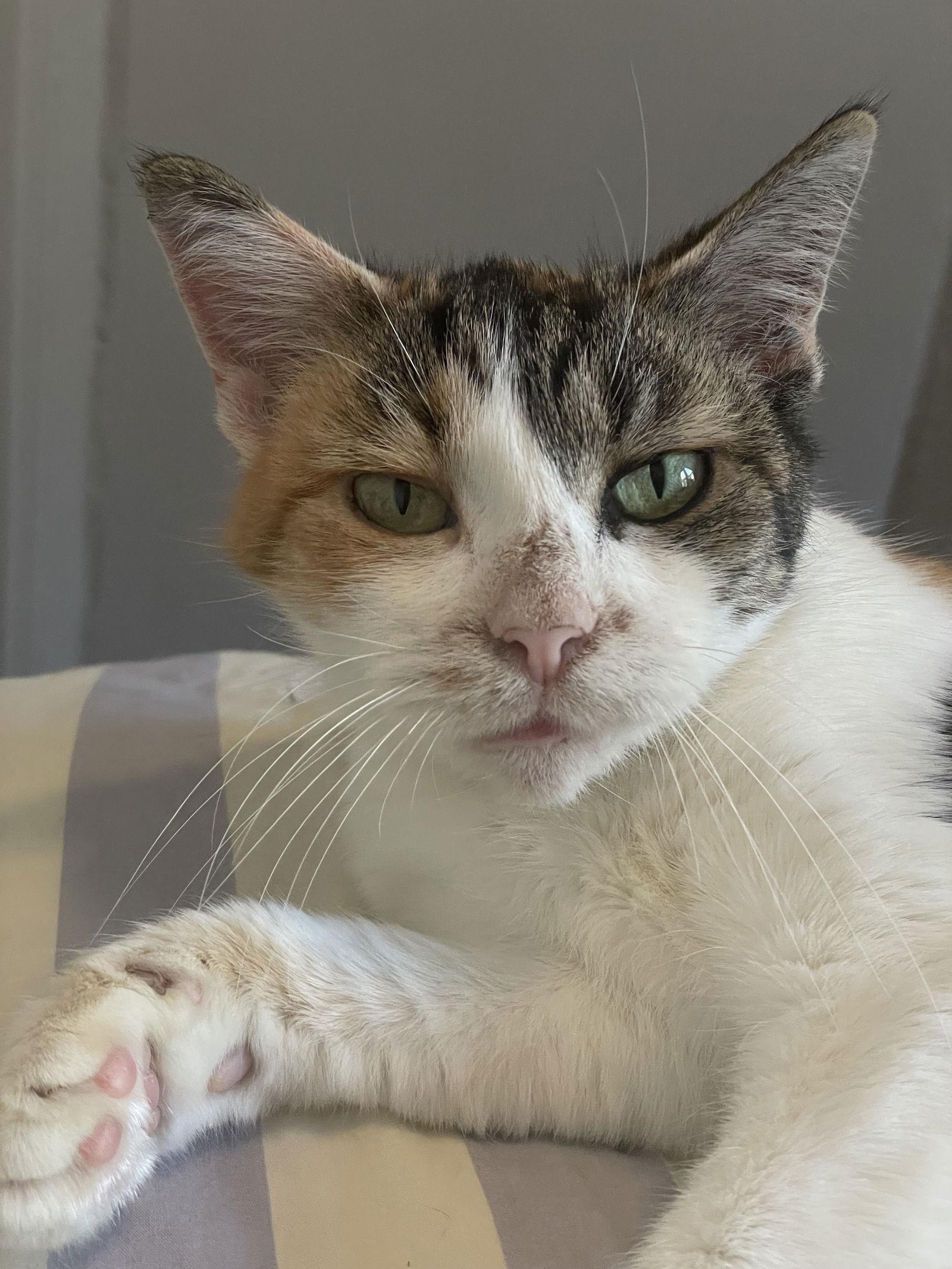 Tuna, a Adoptable Domestic Short Hair in Brooklyn, NY image 1/3