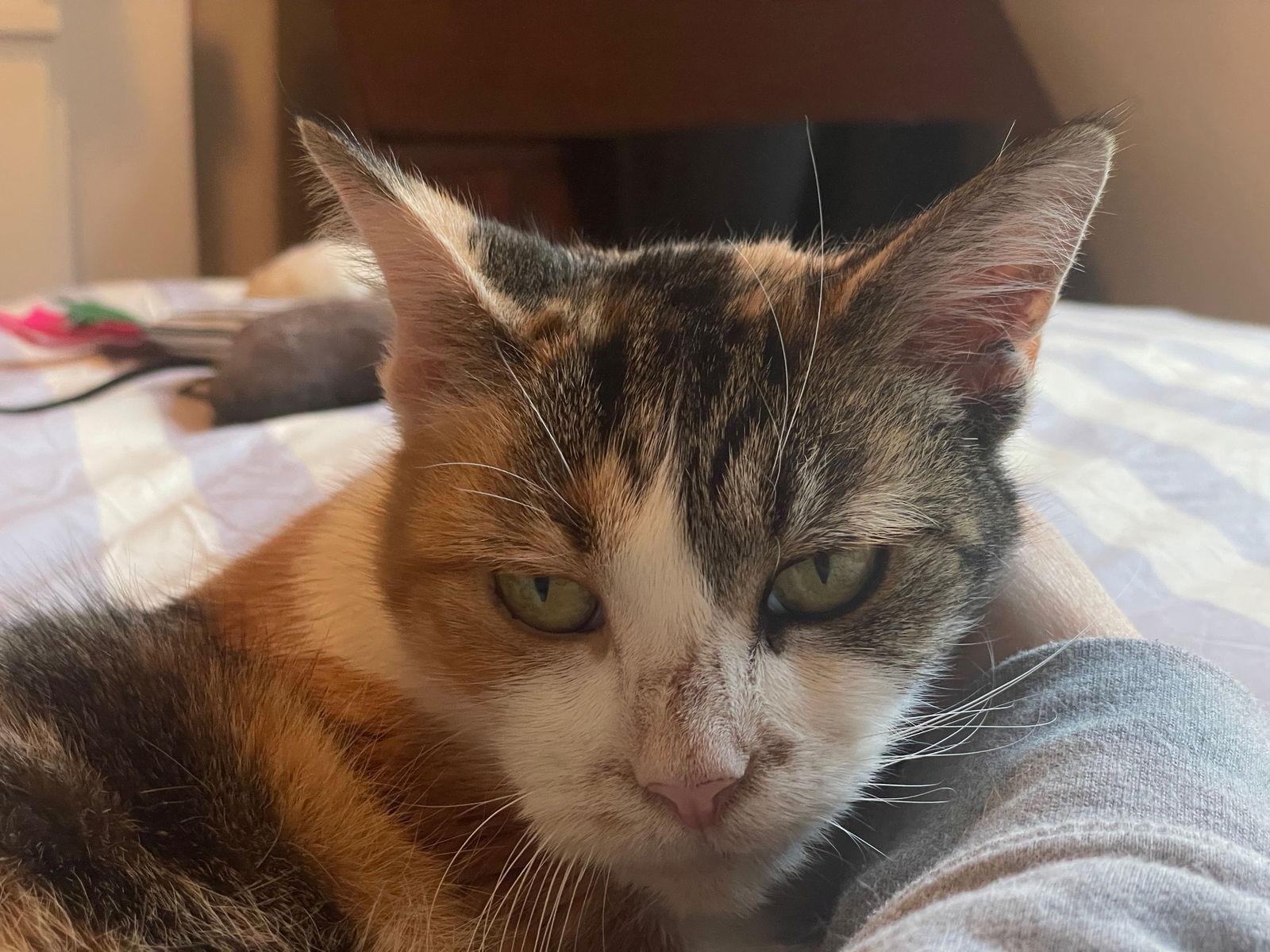 Tuna, a Adoptable Domestic Short Hair in Brooklyn, NY image 3/3