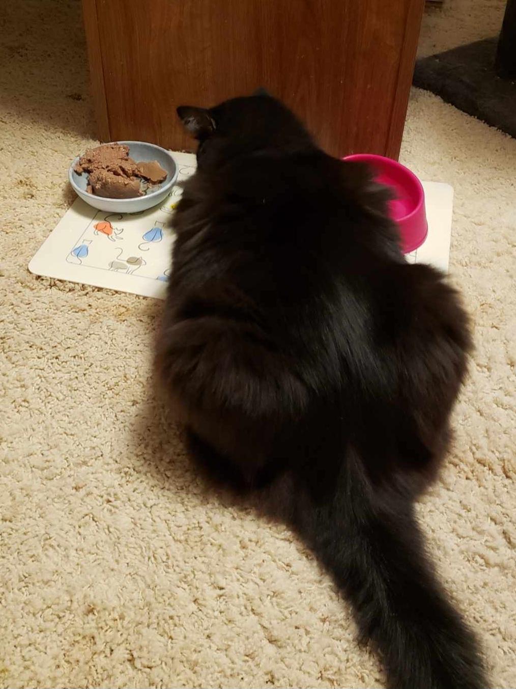 Waffle, a Adoptable Domestic Long Hair in Bristol, TN image 2/2