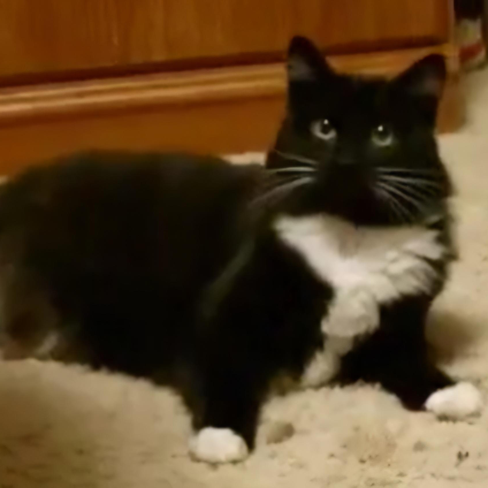 Waffle, a Adoptable Domestic Long Hair in Bristol, TN image 1/2