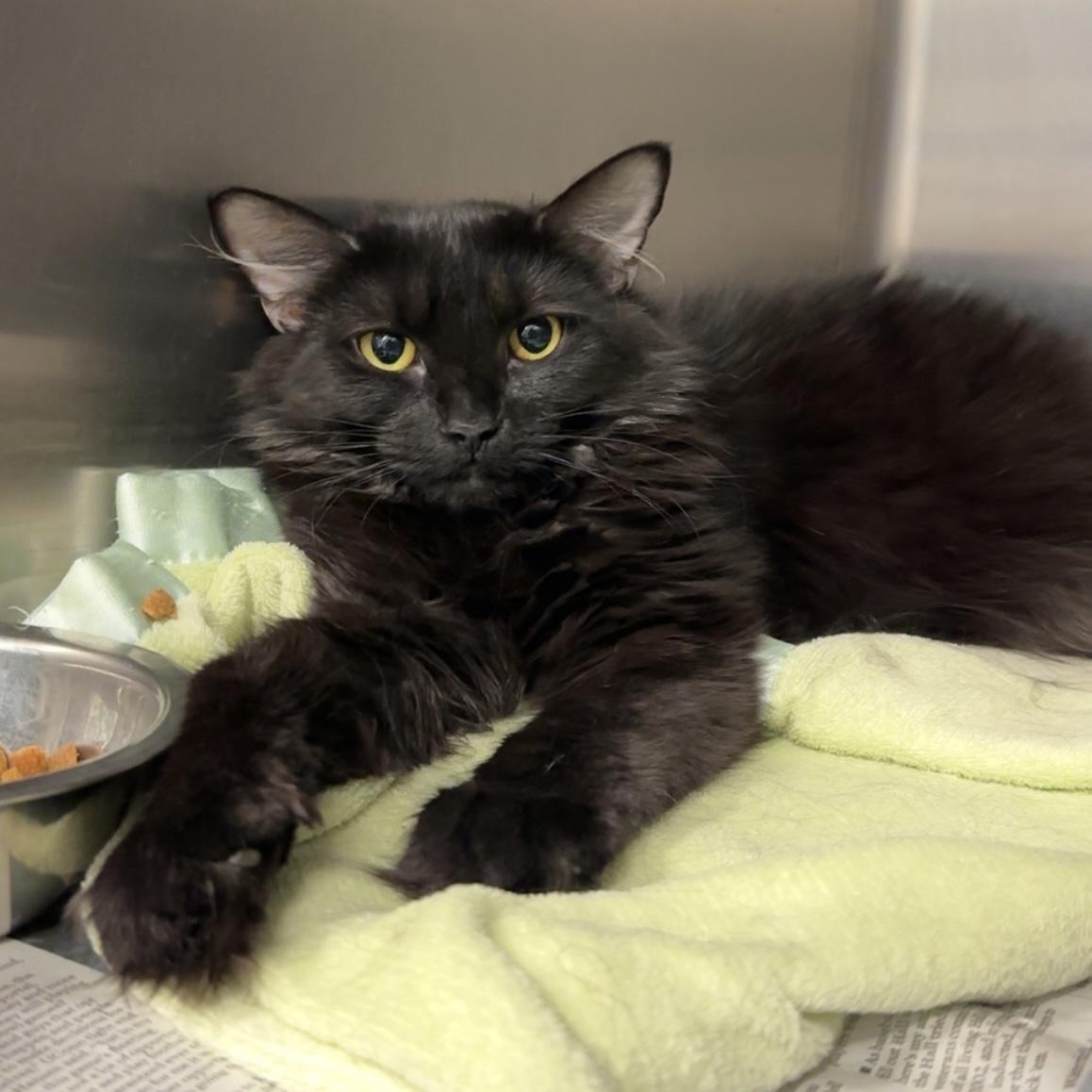 Salem, a ADOPTABLE Domestic Long Hair in Exeter, RI image 3/3