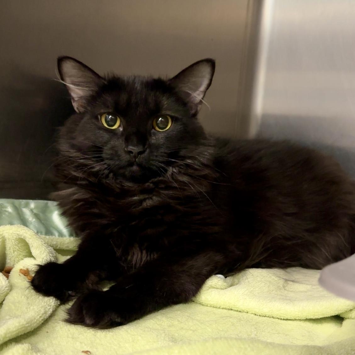 Salem, a ADOPTABLE Domestic Long Hair in Exeter, RI image 1/3