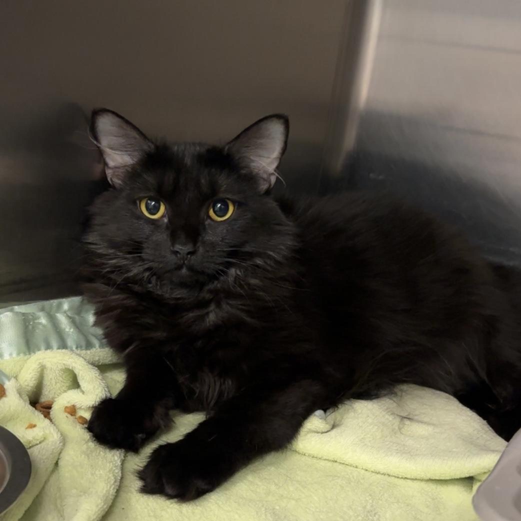 Salem, a ADOPTABLE Domestic Long Hair in Exeter, RI image 2/3