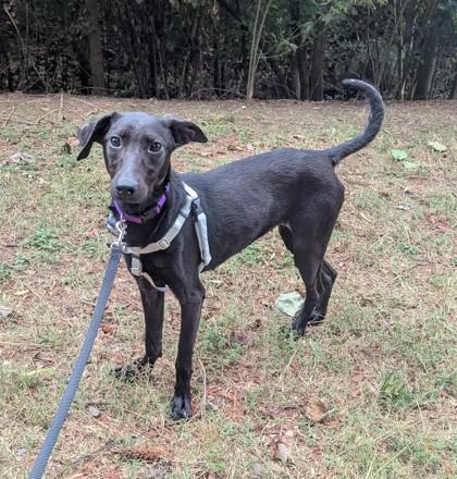 Enlarge Turnido - Pink, a Adoptable Mixed Breed in Chamblee, GA image 1/3
