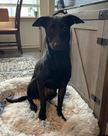 Enlarge Turnido - Pink, a Adoptable Mixed Breed in Chamblee, GA image 2/3